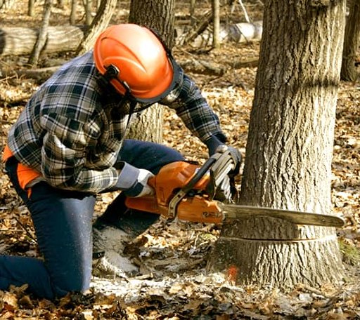Tree Removal in Lake City, MI